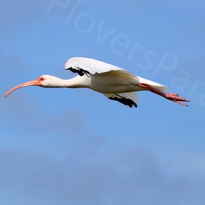 DIGITAL Flying White Ibis Photograph // Flying Bird // White Ibis Picture // Bird in Flight Photograph