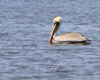 DIGITALE bruine pelikaan op de waterfoto//zwemmende bruine pelikaan//Florida natuurfotografie//Pelican print
