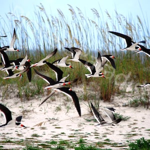 DIGITAL Beach Nesting Black Skimmer Photograph // Florida Nature Wildlife Photo Print
