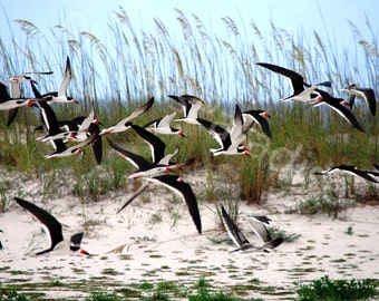 DIGITAL Beach Nesting Black Skimmer Photograph // Florida Nature Wildlife Photo Print