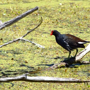 DIGITAL Common Gallinule in Swamp Photograph // Nature Photography // Bird Photography // Black Bird