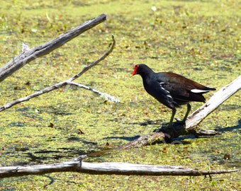 DIGITAL Common Gallinule in Swamp Photograph // Nature Photography // Bird Photography // Black Bird