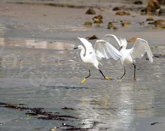 DIGITAL Dos garcetas nevadas retozando en la fotografía del agua // Fotografía de naturaleza // Fotografía de aves