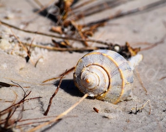 DIGITAL Florida Beach Photography // Seashell Photography // Sandy Beach Photograph