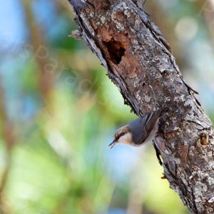 DIGITAL Brown Headed Nuthatch Photograph // Nuthatch Photo Print // Bird Photography