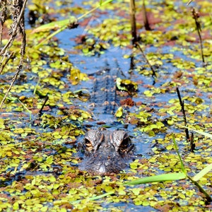 DIGITAL Alligator Photograph // Alligator Print // Florida Gator Picture // Alligator in Duckweed