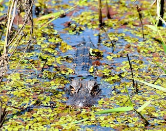 DIGITALE Alligator foto//Alligator print//Florida Gator foto//Alligator in kroos
