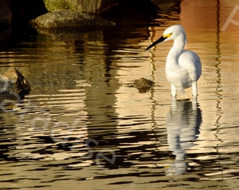 DIGITAL Snowy Egret Photograph // Florida Beach Bird // Wading Bird Picture // Egret Photograph