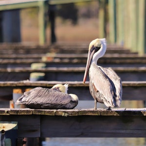 DIGITAL Two Pelicans // Brown Pelican Photography // Pelican Nautical Photography // Carrabelle, Florida Photography