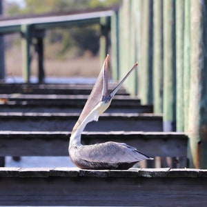 DIGITAL Brown Pelican Photography // Pelican Nautical Photography // Carrabelle, Florida Photography // Pelican Print