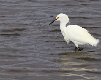 DIGITALE besneeuwde zilverreiger in waterfoto // Witte vogelprint // Vogelfotografie // Zilverreigerfoto