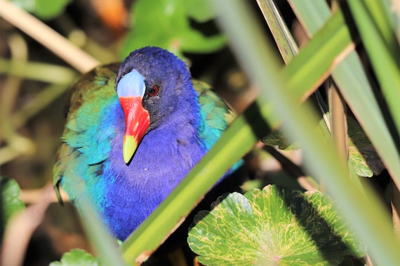 DIGITAL Purple Gallinule Closeup Photograph // Purple Gallinule Print //  Florida Nature Photography // Wetland Bird Photography