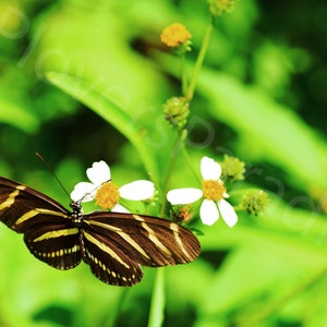 Peut inclure: Un papillon noir et jaune rayé aux ailes blanches perché sur une fleur blanche avec un centre jaune. Le papillon est net, tandis que la fleur et le feuillage vert sont flous en arrière-plan.