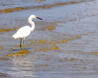 DIGITAL Snowy Egret On Water Picture // White Bird Photograph // Egret Photograph // Florida Wildlife Photography