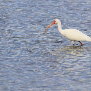 DIGITAL White Ibis in Water Photograph // White Bird Print // Bird Photography // Ibis Photograph // Florida Photography