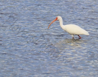 DIGITALER weißer Ibis im Wasser Fotografie // Weißer Vogel Print // Vogelfotografie // Ibis Fotografie // Florida Photography