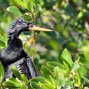 Peut inclure: Un anhinga noir avec un long bec jaune et une crête hérissée perché dans un arbre aux feuilles vertes.