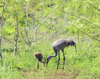 Impresión DIGITAL de fotografía de Sandhill Crane // Sandhill Crane con polluelo // Fotografía de pájaro bebé // Fotografía de pájaro grande
