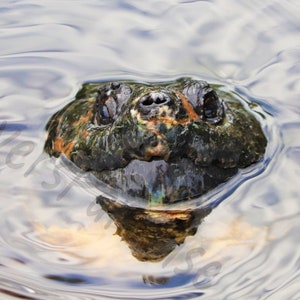 DIGITAL Close Up of Turtle in Water Photograph // Slider Turtle Photograph // Turtle Photography // Fort Pickens