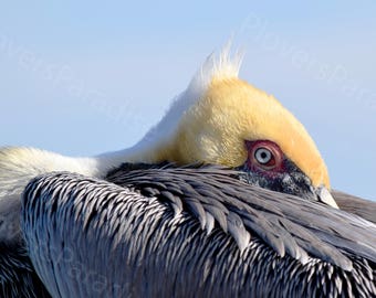 DIGITALE bruine pelikaan foto//close-up vogelfotografie//Florida pelikaan vogel foto