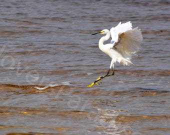 DIGITALE besneeuwde zilverreiger foto//witte vogel foto//witte besneeuwde zilverreiger natuurfotografie