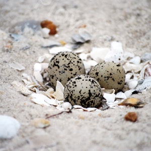 DIGITAL Snowy Plover Nest with Eggs on Beach Photo // Bird Nest Photograph // Bird Eggs Photograph