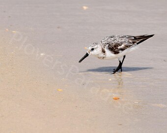 DIGITAL Set of Two Sanderling Photographs // Beach Bird Photography // Shorebird Picture // Beach Photography