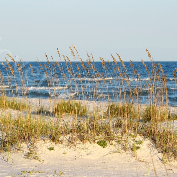 デジタルフロリダビーチ写真 // ビーチ風景プリント // 海の麦と砂丘の写真
