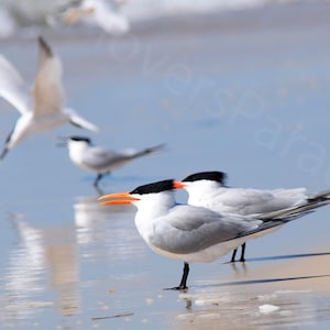 DIGITAL Royal Terns Photograph // Shorebird Photography // Beach Photography // Florida Nature Photograph