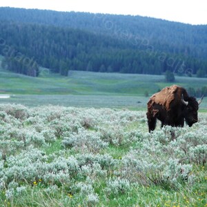 DIGITALE Bison foto//Yellowstone National Park foto//Wyoming natuur digitale foto