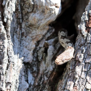 DIGITAL Snake in a Tree Photograph // Reptile Photograph // St Marks National Wildlife Refuge // Wildlife Photography