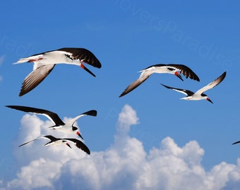 DIGITAL Black Skimmer and Blue Skies // Florida Shorebird Photograph // Birds in Flight // Black Skimmer Photograph