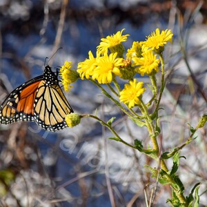 DIGITAL Monarch Butterfly Photograph // Butterfly Photography // Florida Nature Photograph