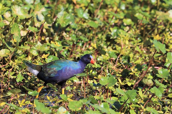 DIGITAL Purple Gallinule Photograph // Purple Gallinule Print // Florida  Nature Photography // Wetland Bird Photography