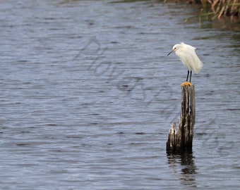DIGITALE Silberreiher in Fort Pickens, Pensacola, Florida Fotografie // Weißer Vogel Print // Vogelfotografie // Reiher Fotografie