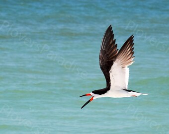 DIGITAL Flying Bird Photograph // Black Skimmer Print // Florida Flying Shorebird Picture