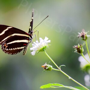 Puede incluir: Una mariposa de rayas blancas y negras con marcas rojas en sus alas está posada sobre una flor blanca con hojas verdes. La mariposa está bebiendo néctar de la flor.