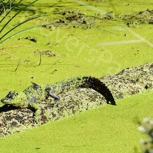 DIGITAL Florida Alligator Photograph // Alligator in Seaweed // Alligator on a Log // Alligator Picture