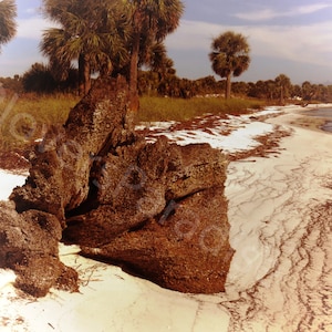 DIGITAL Seashore Photography // Washed up Tree Stump // Beachscape // Beach Photography