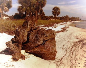 DIGITAL Seashore Photography // Washed up Tree Stump // Beachscape // Beach Photography