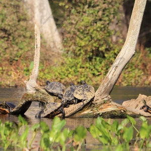 DIGITAL Turtles on a Log Photograph // Suwannee Cooters on a Log Print // Wakulla Springs Photography // Florida Nature Turtle Photography