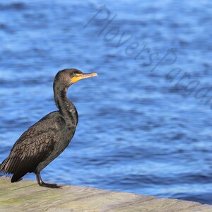 DIGITAL Cormorant Photograph Print // Nautical Photography // Carrabelle, Florida Photography // Double Crested Cormorant Print