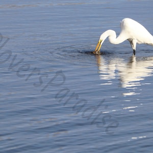 DIGITAL Great Egret in Water Photograph // White Bird Print // Bird Photography // Egret Photograph