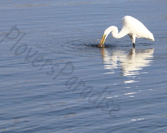 DIGITAL Great Egret in Water Photograph // White Bird Print // Bird Photography // Egret Photograph