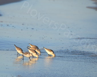 DIGITAL Shorebird Photography // Sanderlings on the Water // Florida Beach Bird Photograph