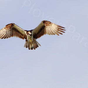DIGITAL Osprey in Flight Photograph // Flying Bird Photograph // Florida Bird Photograph // Osprey Picture