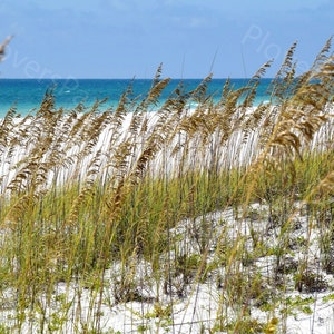 DIGITAL Seascape Photograph Print // Florida Beach Picture // Beach Landscape with Sea Oats