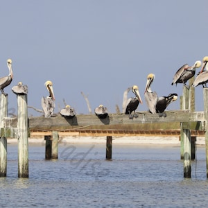 DIGITAL Brown Pelicans on a Dock // Dog Island, Florida // Brown Pelican Photography // Beach Photography