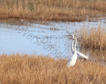 DIGITAL Große Reiher bei St. Marks NWR / Große Reiher in Wasserfotografie / Weißer Vogeldruck / Vogelfotografie