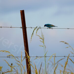 DIGITAL Indigo Bunting on a Fence Photograph // Blue Bird Photograph // Farm Photograph // Bird Photography
